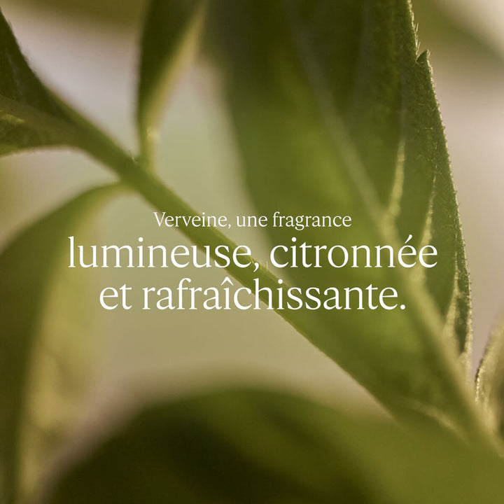 Verveine • L'OCCITANE EN PROVENCE • 100 ml • Eau de toilette unisexe à l'extrait de Verveine de Provence  Scentia : Parfums et fragrances